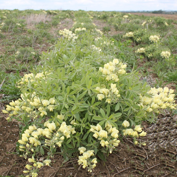 Cream Wild Indigo (Baptisia leucophaea) PlantsRP.BAPLPH